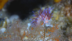 flabellina's sex by Moutafis Nikos 